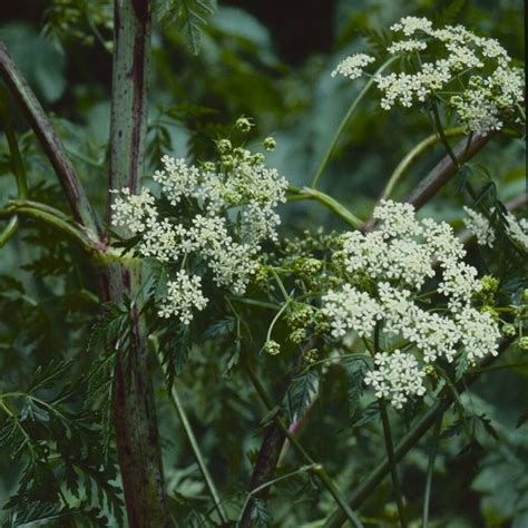 Hemlock Plantlife