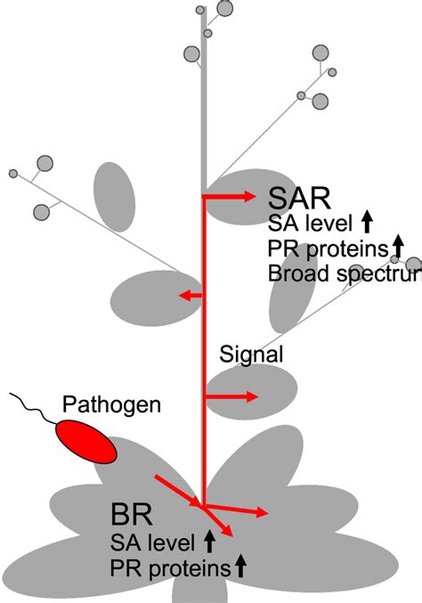 1 Sar Induction In Plants Br Basal Resistance Sar Systemic Acquired Download Scientific