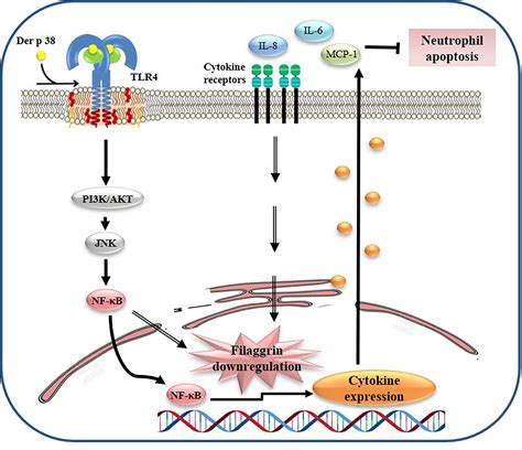 Frontiers Pathogenic Mechanism Of Der P 38 As A Novel Allergen