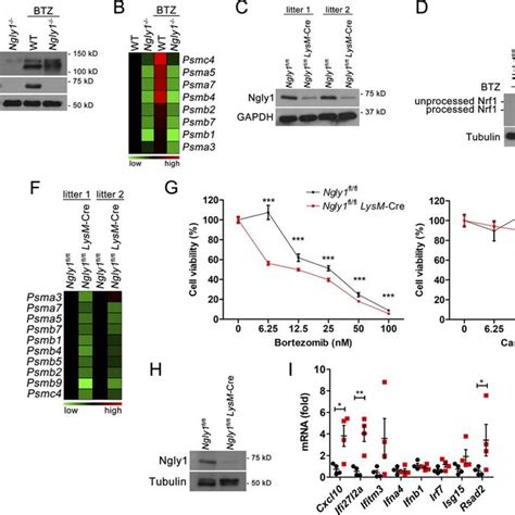 Ngly1 Deficient Cells Exhibit Fragmented Mitochondria And Mtdna Release