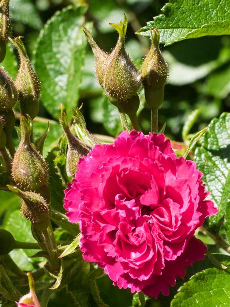 Rosa Rugosa F J Grootendorst Rosa Rugosa F J Flickr