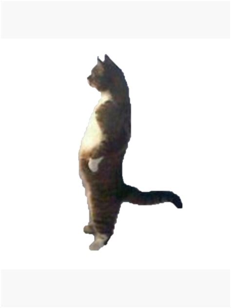 Cat Standing Funny Meme Poster For Sale By Memeology Redbubble