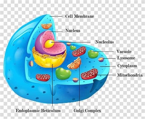 cliparts vacuole - Clip Art Library