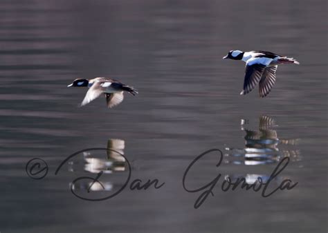Dan Gomola Wildlife Photography Spring Waterfowl Migration Wrap Up Part I