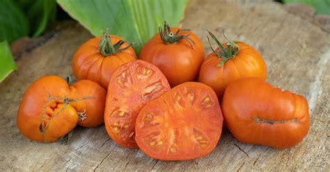 Amana Orange Tomato Growing Guide - The Garden Magazine