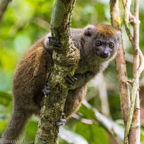 Grey Bamboo Lemur Mantadia Np Andasibe Madagascar Dave S Travelogues