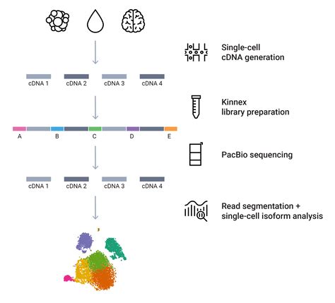 Single Cell RNA Sequencing PacBio