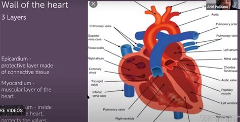 Genius Biofeedback And Heart Frequencies Genius Biofeedback