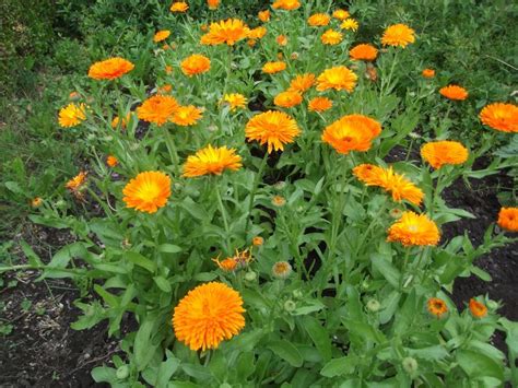 Calendula Officinalis Alyssum Planting Herbs Alstroemeria