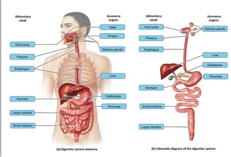 The Digestive System Flashcards Quizlet