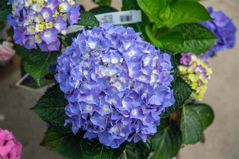 Mophead Hydrangea, Lacecap Hydrangea, Mountain Hydrangea | Petitti Garden Centers