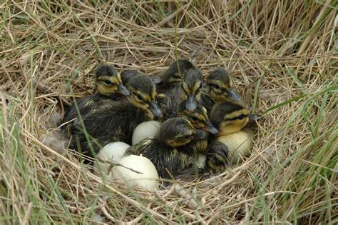 Alles Over Het Broedseizoen De Natuurlijke Broed Van Eenden