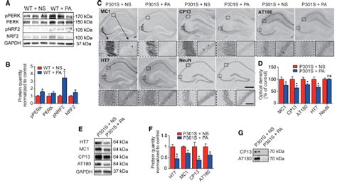 Perk Activator Decreases Pathological Tau Species In Vivo Download