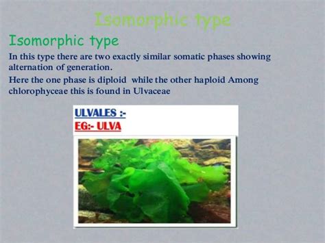 Classification of Algae