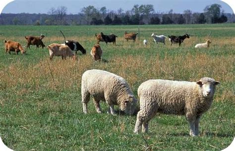 Soil Erosion By Animals