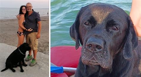 Cane Si Perde In Mare Tra Le Correnti Il Labrador Ziggy Nuota Per 5