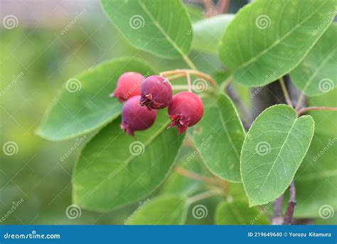 Juneberry stock photo. Image of edible, ripening, harvest - 219649640