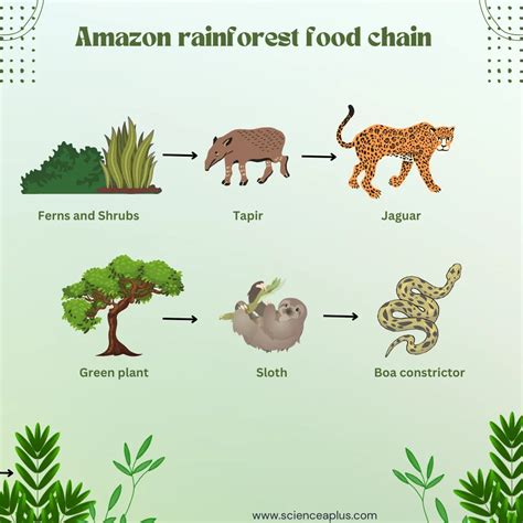 A Food Chain In The Tropical Rainforest