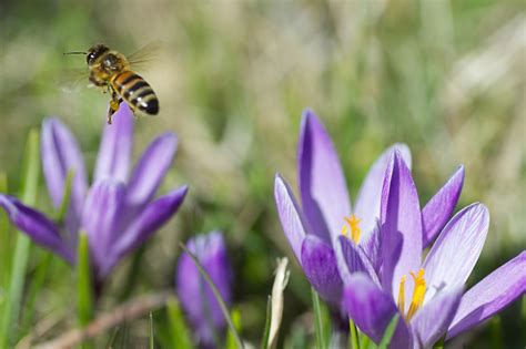 Crocus Abeille Pollinisation Photo Gratuite Sur Pixabay Pixabay