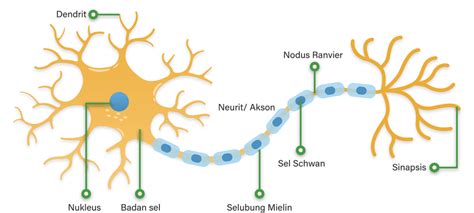 Gambarlah Sketsa Sebuah Neuron Kemudian Sebutkan