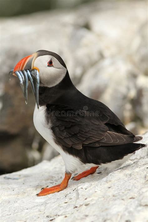 Puffin with in Its Beak Fish Stock Photo - Image of puffin, head: 15083844