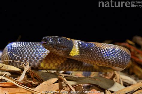 Stock Photo Of Bismarck Ringed Python Botrochilus Boa Captive Occurs