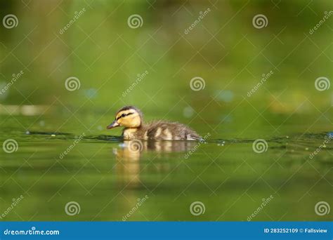 Mallard Ducklings Feeding In Wetland Pond Stock Image Image Of