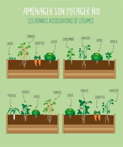 Le secret pour un potager bio efficace Le cohabitation Découvrez