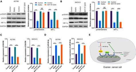 Frontiers A Positive Feedback Loop Of Lncrna Dscr8mir 98 5pstat3hif 1α Plays A Role In The