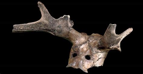 The Mystery Of The Ritualistic Deer Bone Mask A Mesolithic Marvel