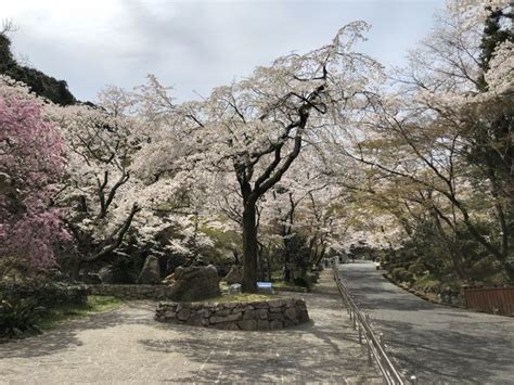 『桜満開 大津 長等公園～三井寺～琵琶湖疎水を歩いてきました。』大津滋賀県の旅行記・ブログ By Olive26さん【フォートラベル】