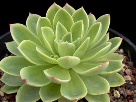 Echeveria Blue Atoll World Of Succulents Echeveria Succulents