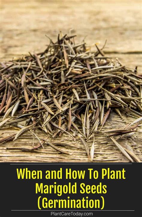 When And How To Plant Marigold Seeds Germination Artofit