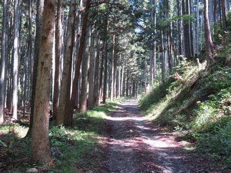 静岡県伊豆の林道行脚23 5 1