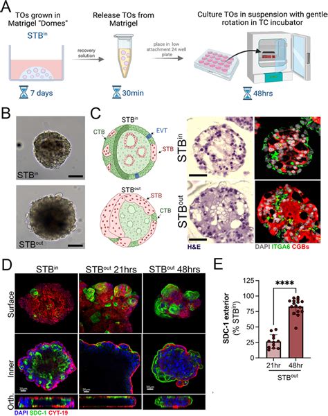 Development Of Stb Out Trophoblast Organoids A Schematic Of The