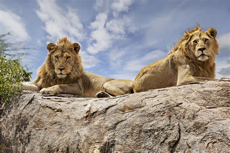 Lion Hops Into Safari Car Full Of People In Terrifying Video Heck No