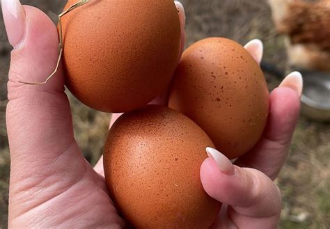 Wie Viele Eier Legt Ein Huhn Hallo Huhn