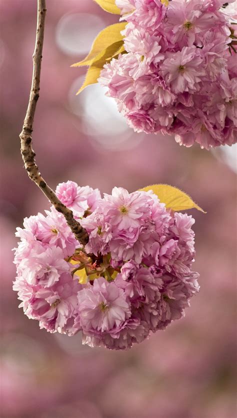 Flores De Cerezo Fondo De Pantalla K Hd Id