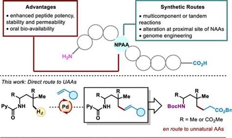 Simplifying The Synthesis Of Nonproteinogenic Amino Acids Via Palladium