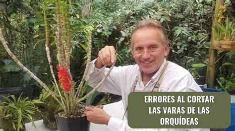 Errores al cortar las varas florales de las orquídeas YouTube