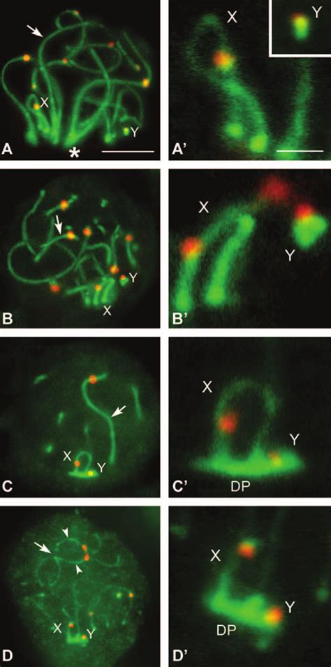 Immunolabeling Of D Gliroides Squashed Spermatocytes With Anti Scp