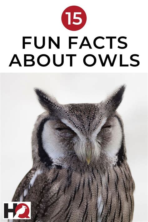 Owls Are Intriguing Creatures That Easily Capture The Interest And