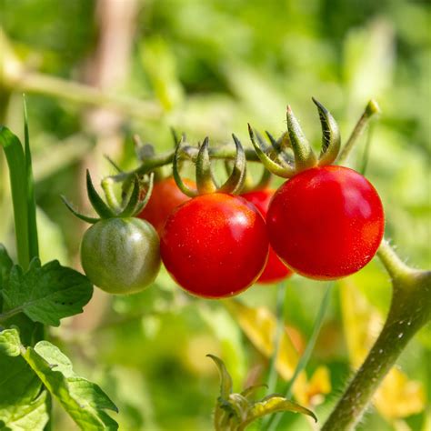 Grow Your Own Tomatoes OXO UK