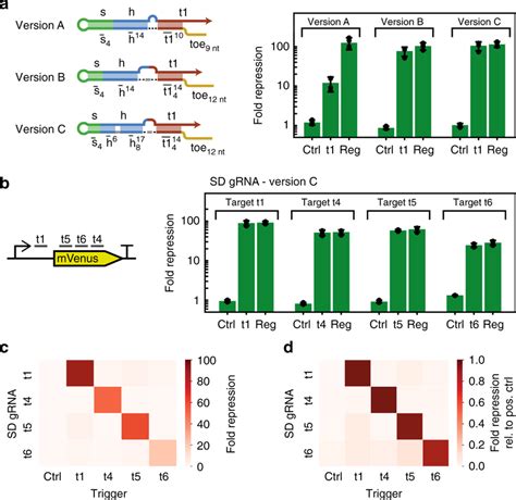 Transcriptional Regulation Via Sd Grnas And Dcas A In E Coli A