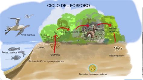 Descubre El Ciclo Del F Sforo En El Ecosistema Clave Importante