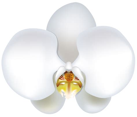 White Orchid Transparent Png