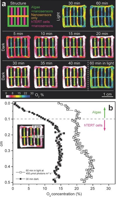 Spatiotemporal Dynamics Of O2 Concentration In A Multilayered