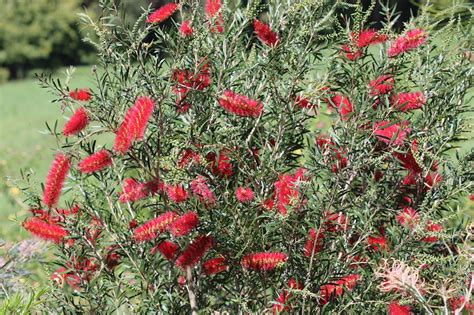 Callistemon Kings Park Special Callistemon Hybrid Kings Park