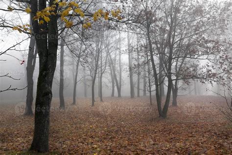 autumn, trees in the forest 9753845 Stock Photo at Vecteezy