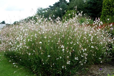 Gaura Lindheimeri Whirling Butterflies Beeblossom The Plant Store Nz